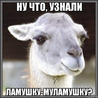 ну что, узнали ламушку-муламушку?