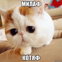 милаф котяф