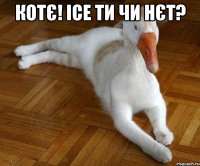 котє! ісе ти чи нєт? 