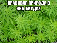 красивая природа в яна-бирдах 