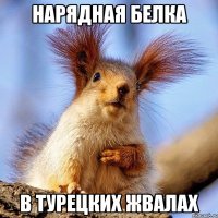 нарядная белка в турецких жвалах