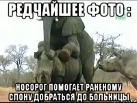 редчайшее фото : носорог помогает раненому слону добраться до больницы