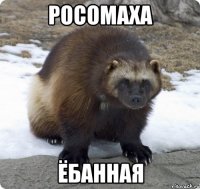 росомаха ёбанная