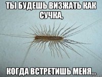 ты будешь визжать как сучка, когда встретишь меня...