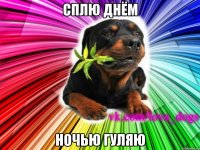 сплю днём ночью гуляю