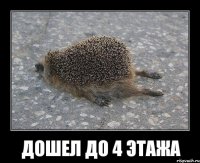 дошел до 4 этажа