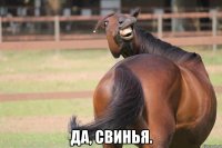  да, свинья.