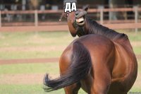 да 