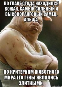 во главе стада находился вожак. самый сильный и высокоранговый самец. альфа по критериям животного мира его гены являлись элитными.