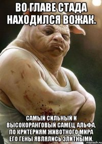 во главе стада находился вожак. самый сильный и высокоранговый самец. альфа. по критериям животного мира его гены являлись элитными.