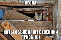 весна коты объявляют весенний призыв))