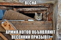 весна армия котов объявляют весенний призыв))