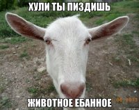 хули ты пиздишь животное ебанное