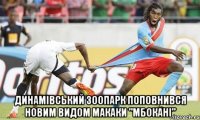  динамівський зоопарк поповнився новим видом макаки "мбокані"