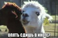  опять сдишь в инете?