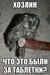 хозяин что это были за таблетки?