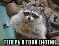  теперь я твой енотик