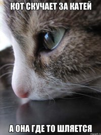 кот скучает за катей а она где то шляется