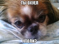 ты охуел чтоли?