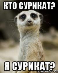 кто сурикат? я сурикат?