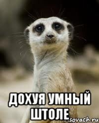  дохуя умный штоле