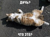 дичь? что это?