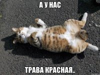 а у нас трава красная..