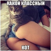 какой классный кот