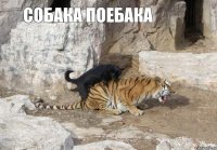  собака поебака