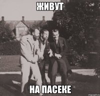 живут на пасеке