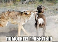  помогите! грабють!!!