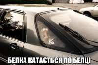  белка катається по белці