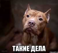  такие дела