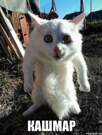  кашмар