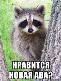  нравится новая ава?
