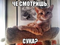 че смотришь, сука?