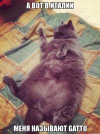 а вот в италии меня называют gatto