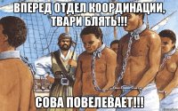 вперед отдел координации, твари блять!!! сова повелевает!!!