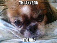 ты ахуела чтоли?