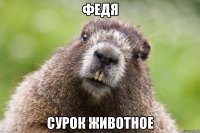 федя сурок животное