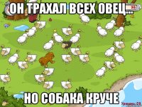 он трахал всех овец... но собака круче