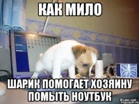 как мило шарик помогает хозяину помыть ноутбук
