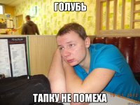 голубь тапку не помеха