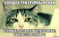 у кошек три группы крови вторая(а), третья(в) и четвертая(ав), чаще всего вторая (а)