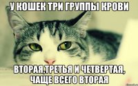 у кошек три группы крови вторая,третья и четвертая, чаще всего вторая