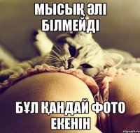 мысық әлі білмейді бұл қандай фото екенін