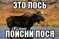 это лось лойсни лося