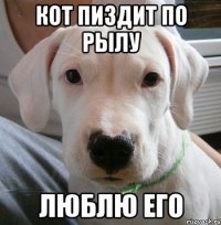 кот пиздит по рылу люблю его