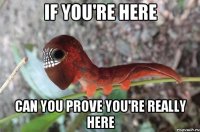 if you're here can you prove you're really here