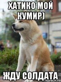 хатико мой кумир) жду солдата